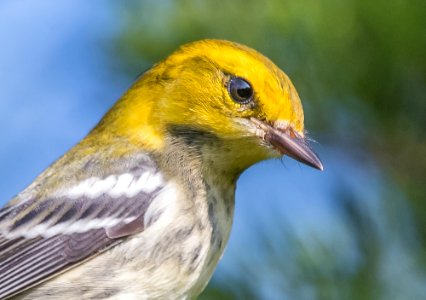 Black Throated Green Warbler portrait