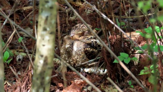 Chuck-will's-widow