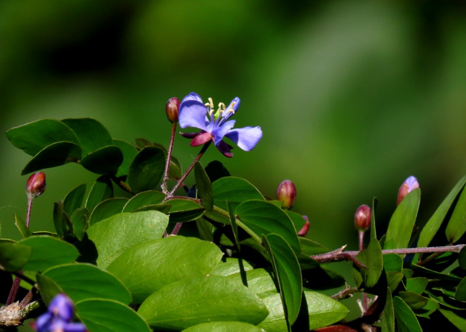 Lignum Vitae tree blooming