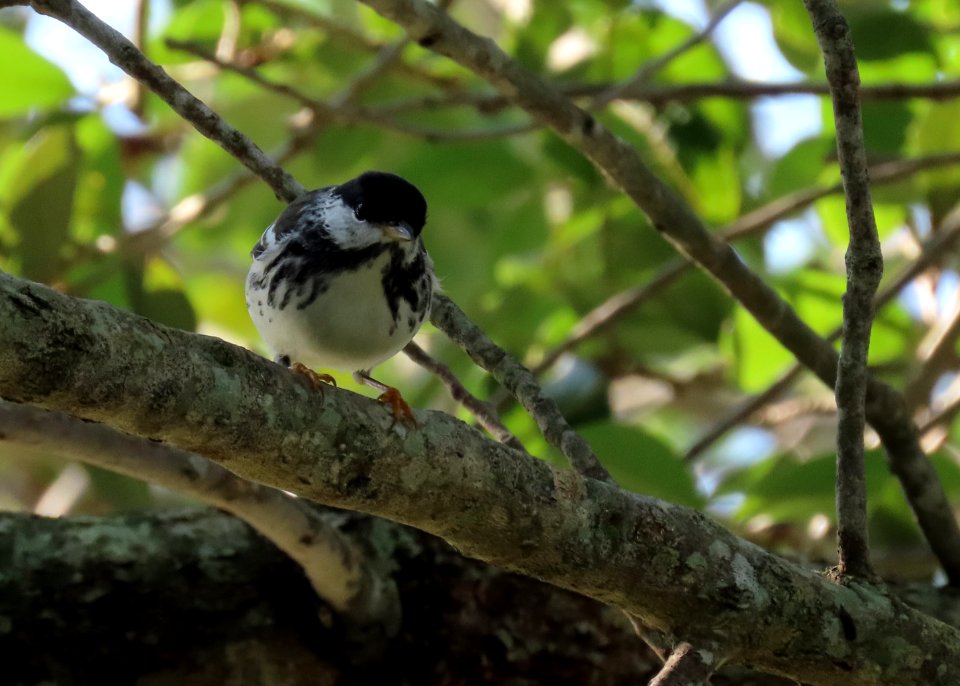 Blackpoll Warbler