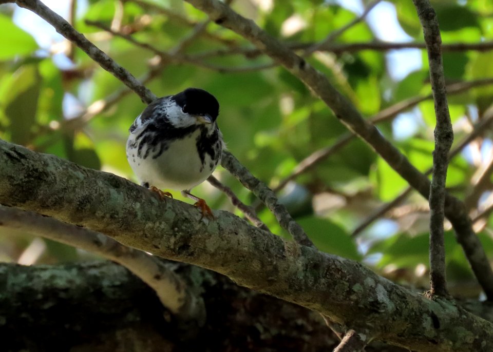 Blackpoll Warbler photo