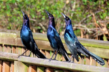 Boat-tailed Grackles