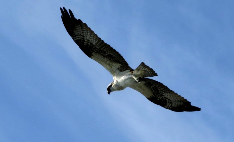 Osprey