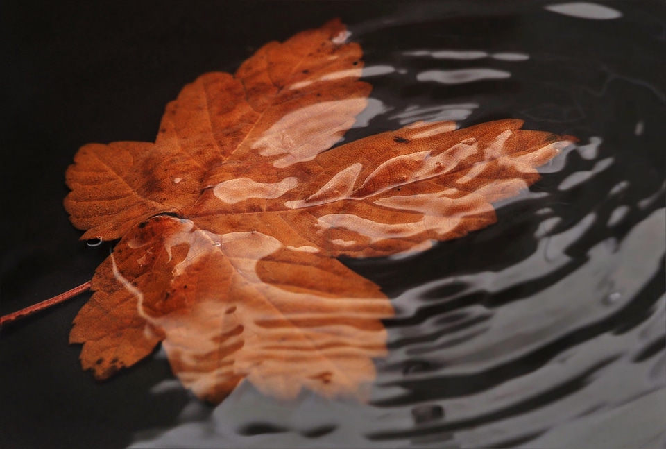 Leaf in the water sheet in the water wave
