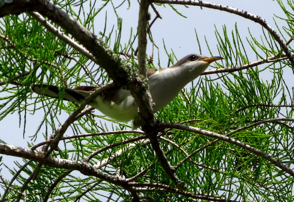 Yellow-billed Cuckoo