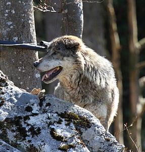 Predator furry landscape photo