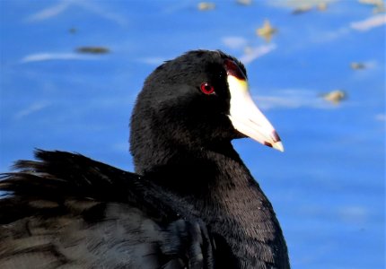 American Coot