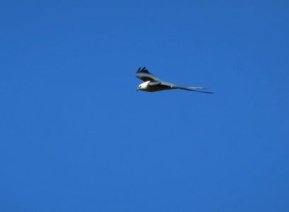 Swallow-tailed Kite