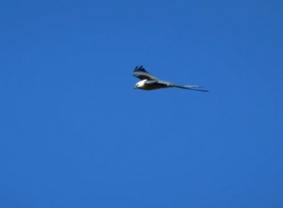 Swallow-tailed Kite photo