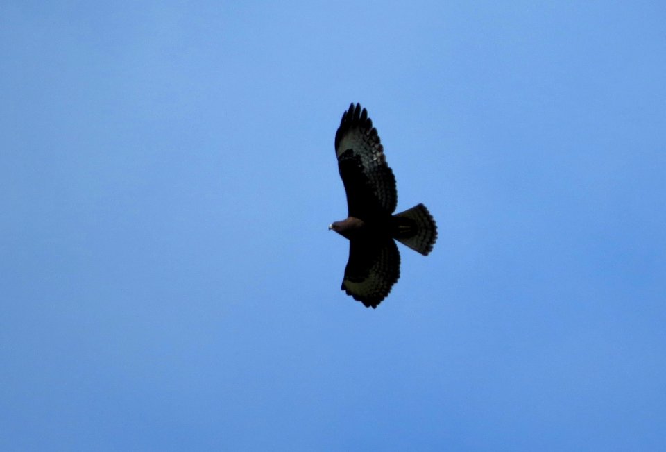 Short-tailed hawk photo