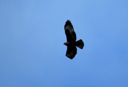 Short-tailed hawk
