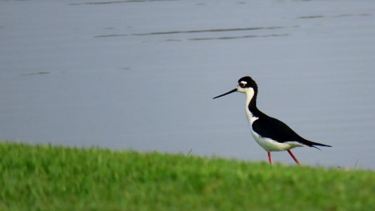 Black-necked Stilt