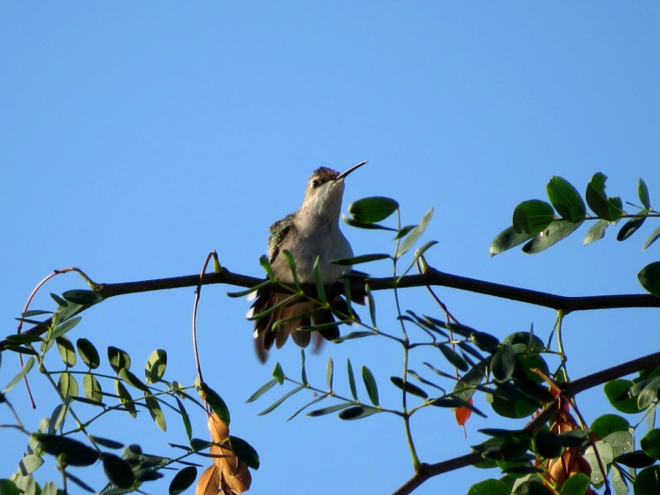 Ruby-throated Hummingbird