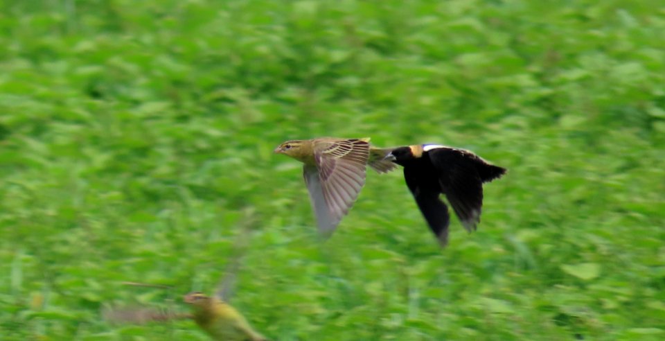 Bobolinks photo