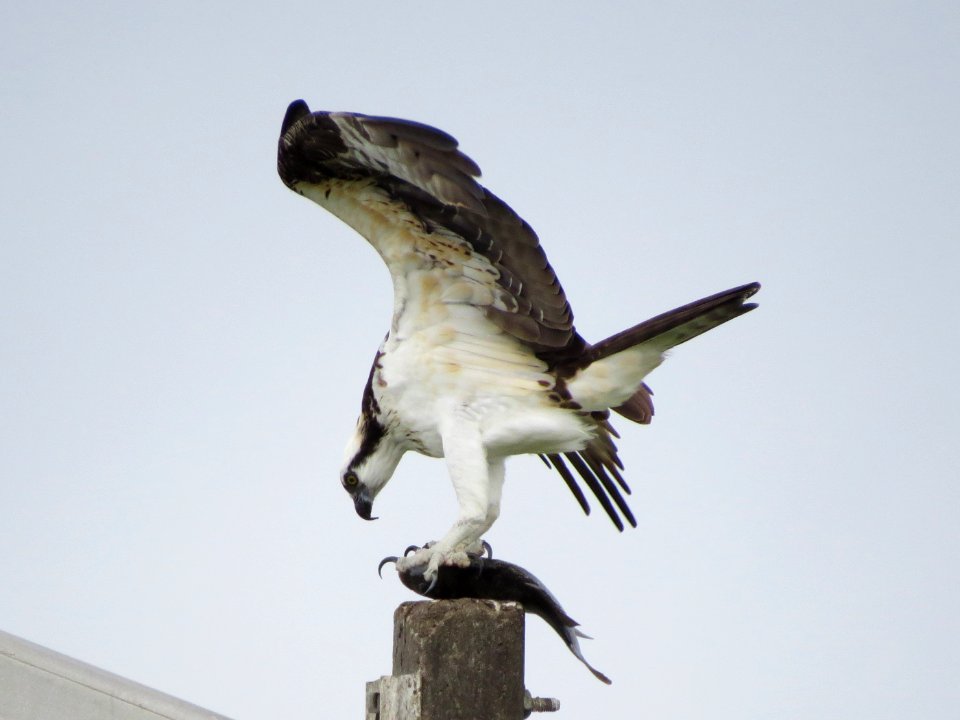 Osprey with lunch