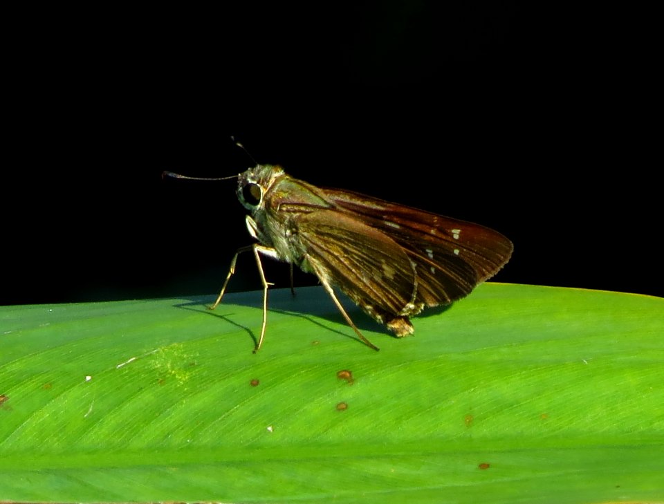 Skipper Butterfly