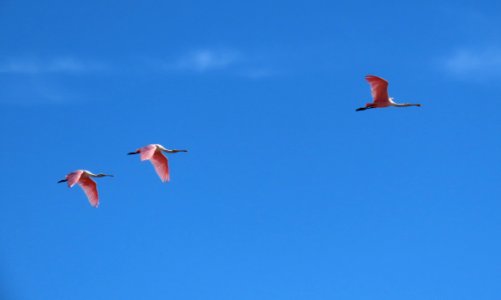 Roseate Spoonbills photo