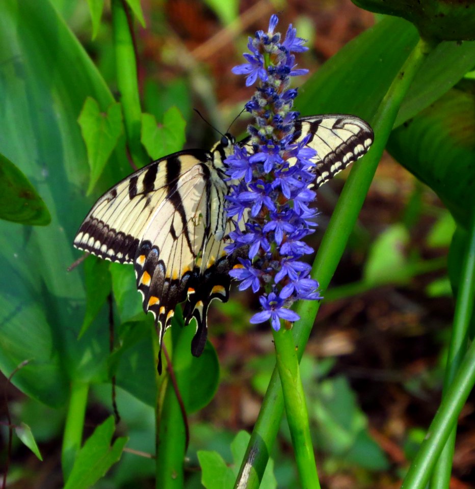 Eastern Tiger Swallowtail Butterfly