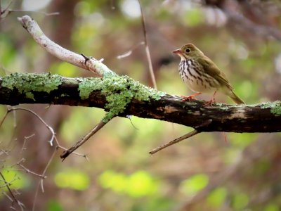 Ovenbird