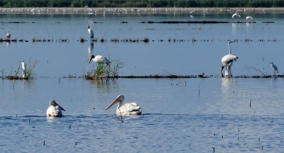 White Pelicans and Wood Storks