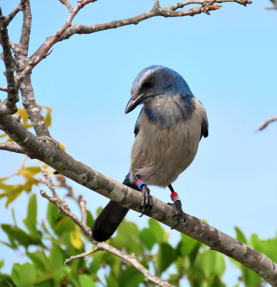 Florida Scrub-Jay