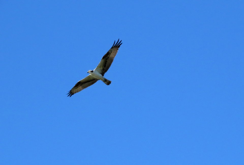 Osprey