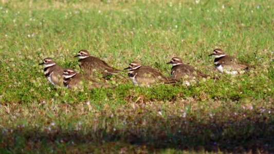 Killdeer photo