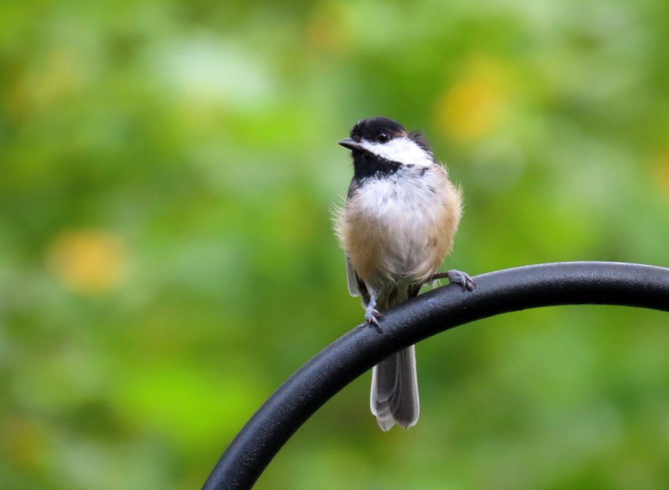 Black-capped Chickadee