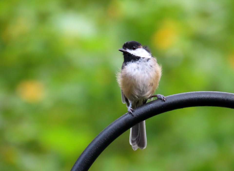 Black-capped Chickadee photo