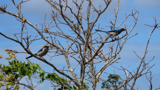 Florida Scrub-Jays photo