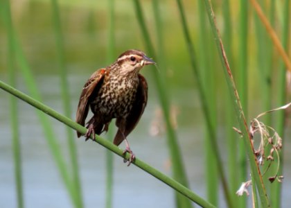 Red-winged Blackbird, female