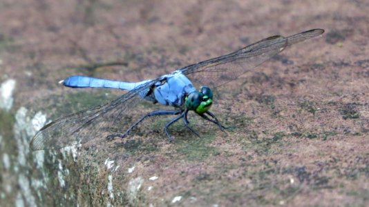 Eastern Pondhawk Dragonfly