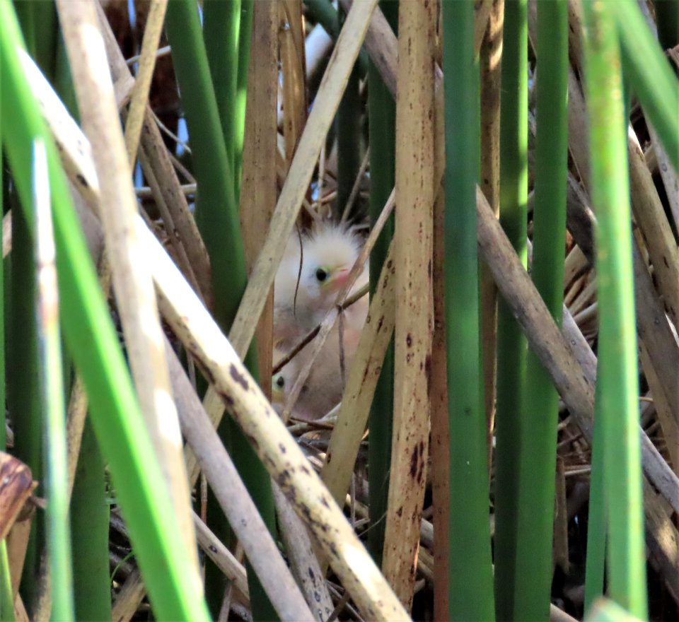 Baby Least Bitterns just hatched!