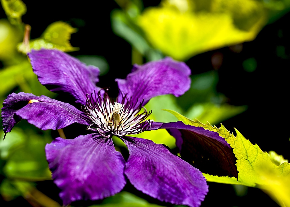 Plant a garden nature garden