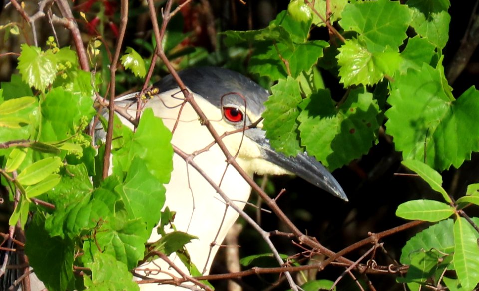 Black-crowned Night Heron