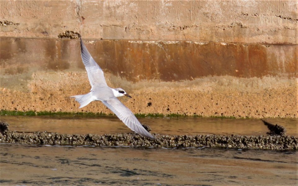 Forster's Tern