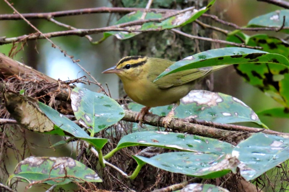 Worm-eating Warbler