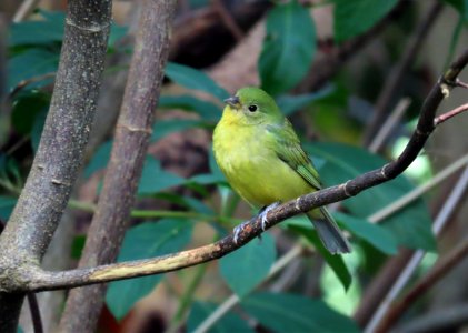 Painted Bunting female photo