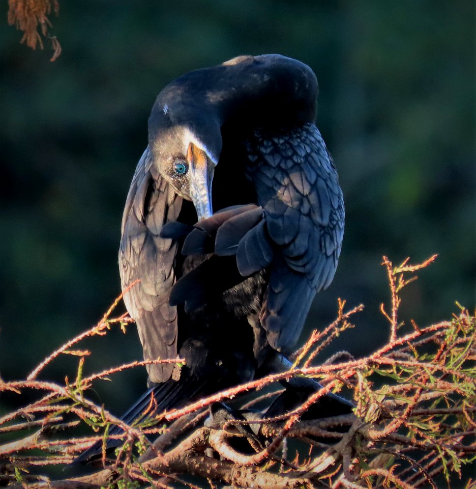 Neotropic Cormorant