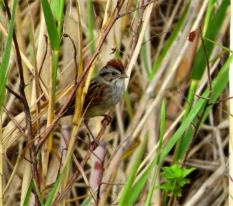 Swamp Sparrow photo