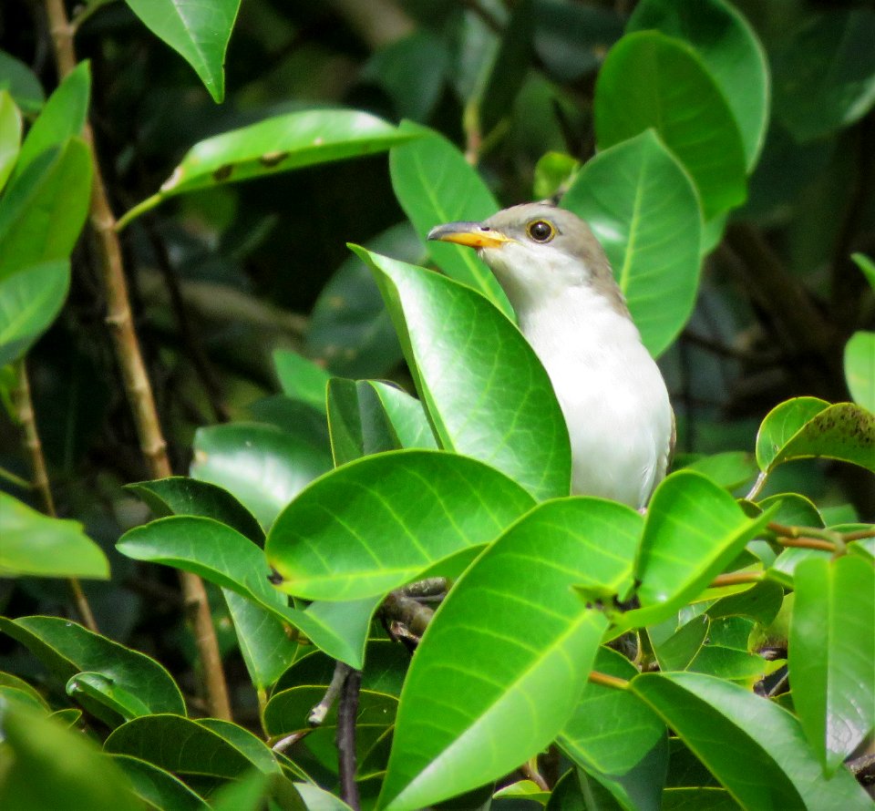 Yellolw-billed Cuckoo