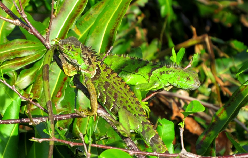 Iguanas