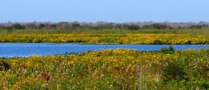 Wildflowers at T.M. Goodwin WMA