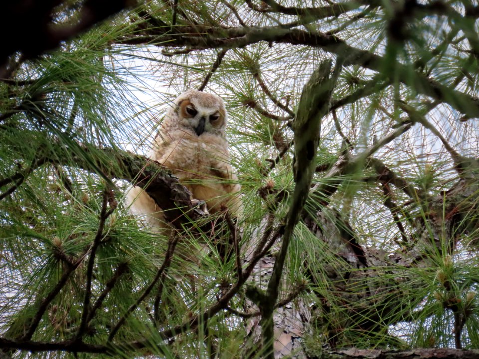 Great Horned Owl owlet