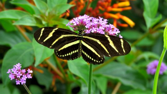 Zebra Heliconia Butterfly on Verbena