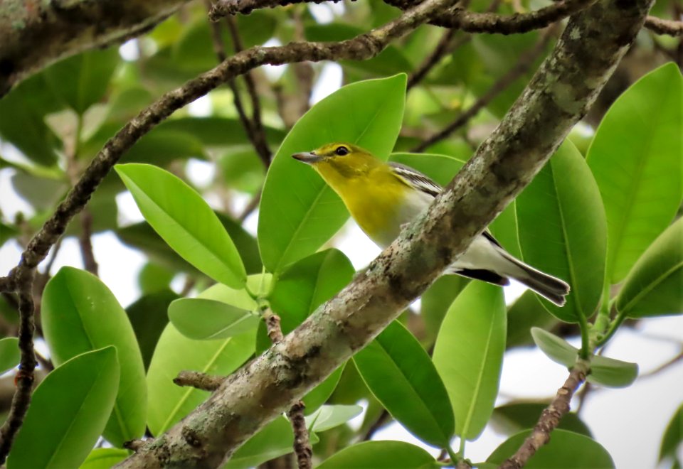 Yellow-throated Vireo