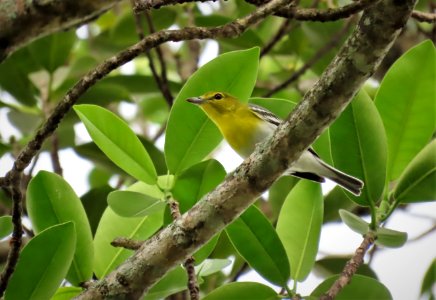 Yellow-throated Vireo