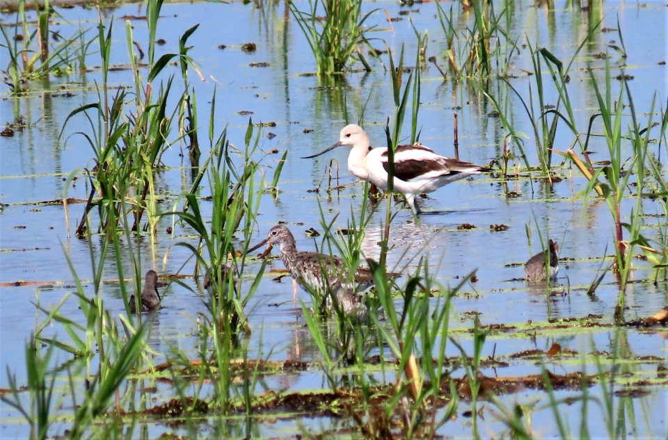 American Avocet with Greater Yellowlegs and Stilt Sandpipers.