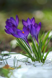 Blossom bloom violet