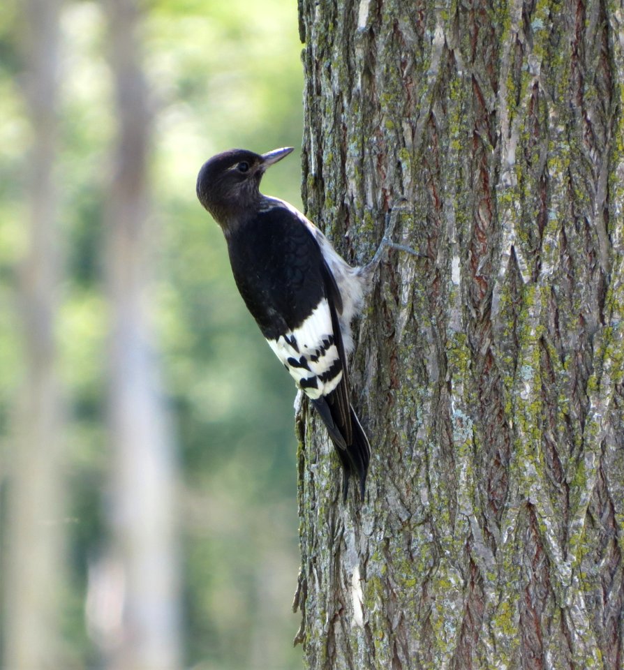 Juvenile Red-headed Woodpecker